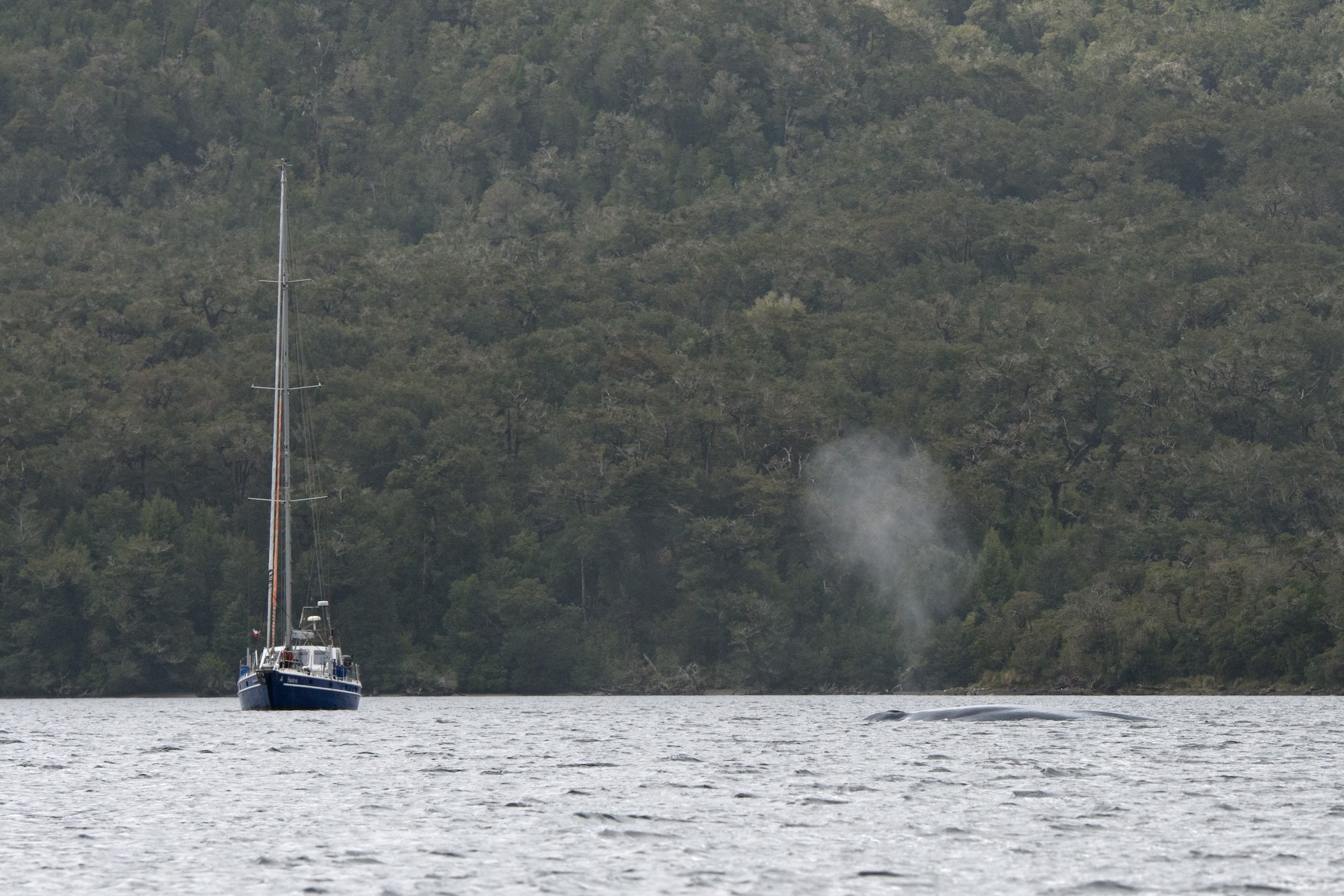 El velero de investigación de Patagonia Projects frente al soplo de una ballena en un fiordo de la Patagonia chilena