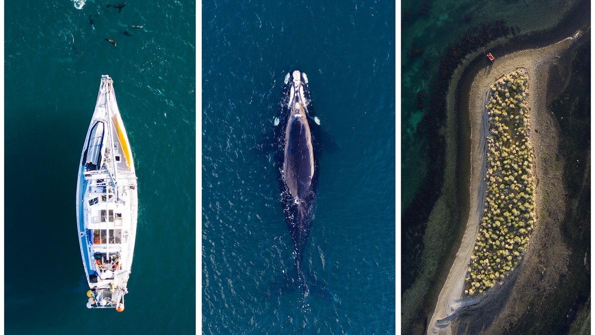 Fotogrametría aérea de una ballena, tomada con dron durante el trabajo de conservación