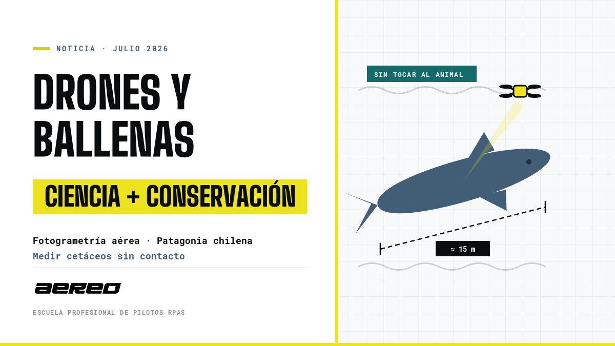 Fotogrametría aérea con dron para medir ballenas sin contacto en la Patagonia chilena